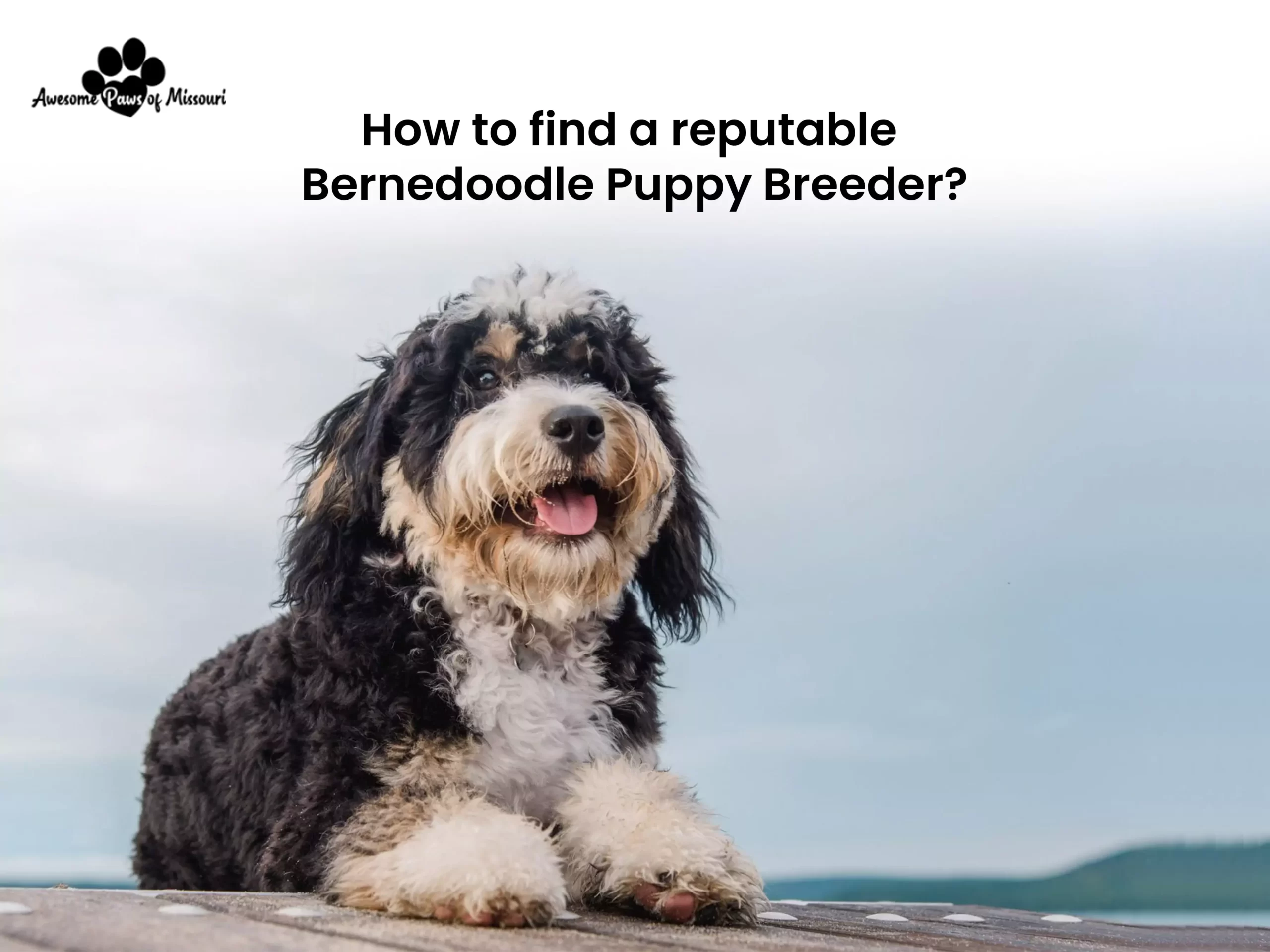 How to find a reputable Bernedoodle Puppy Breeder? - image