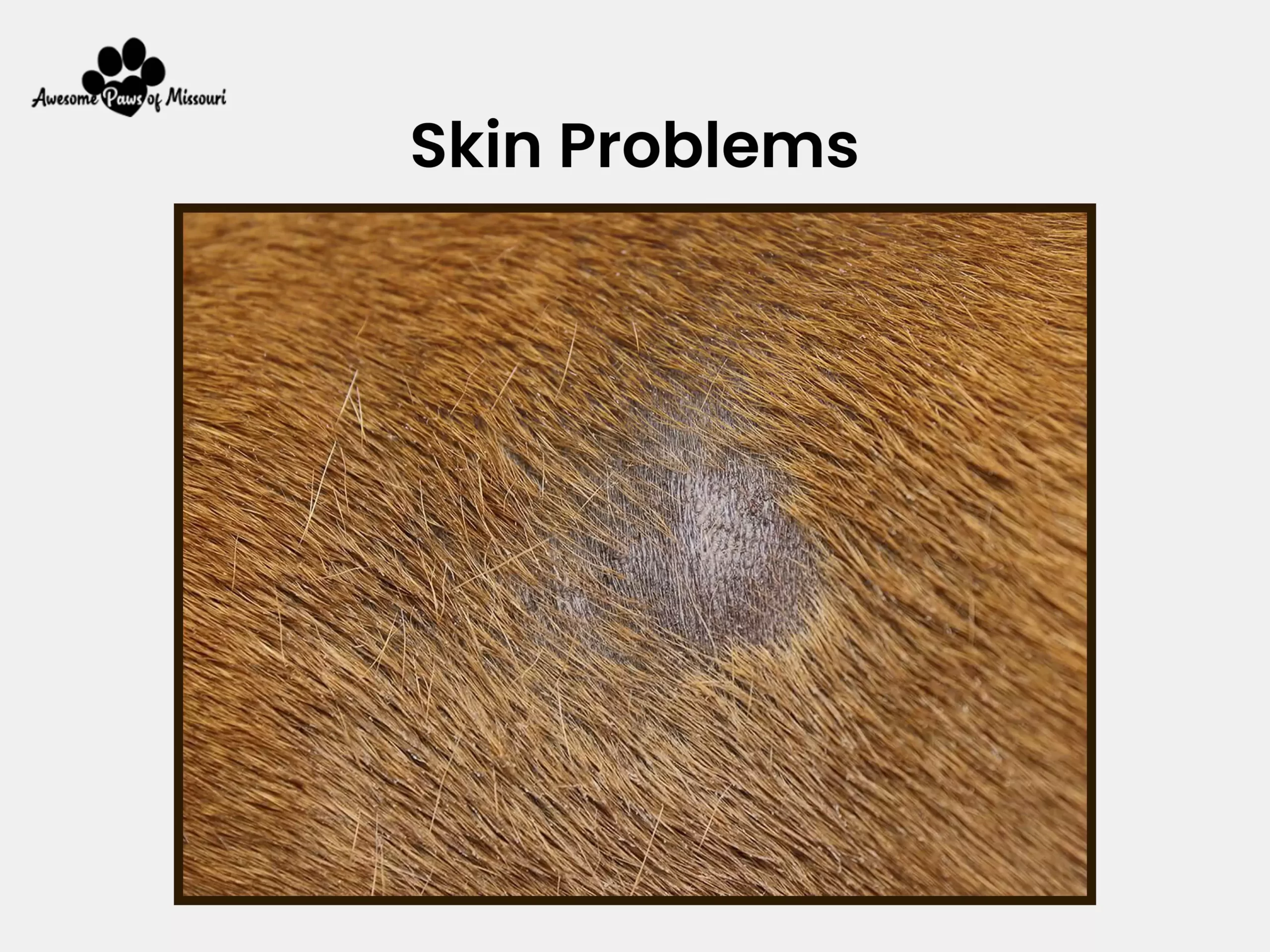 Skin problems - image