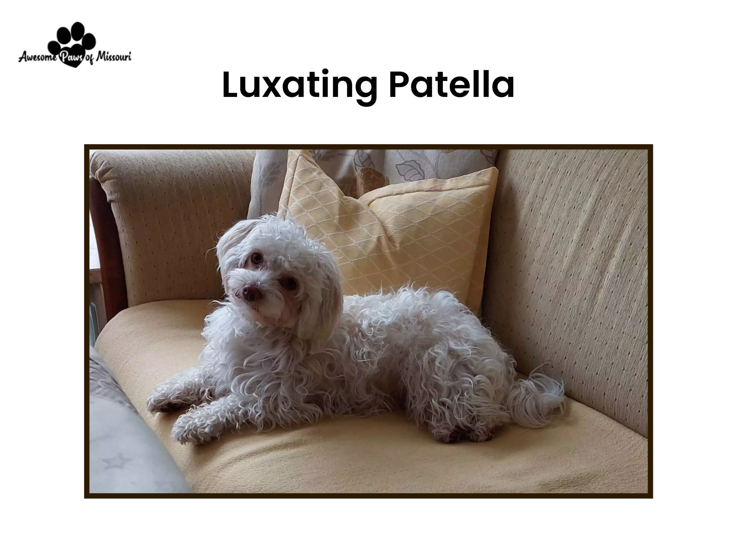 Luxating patella - image