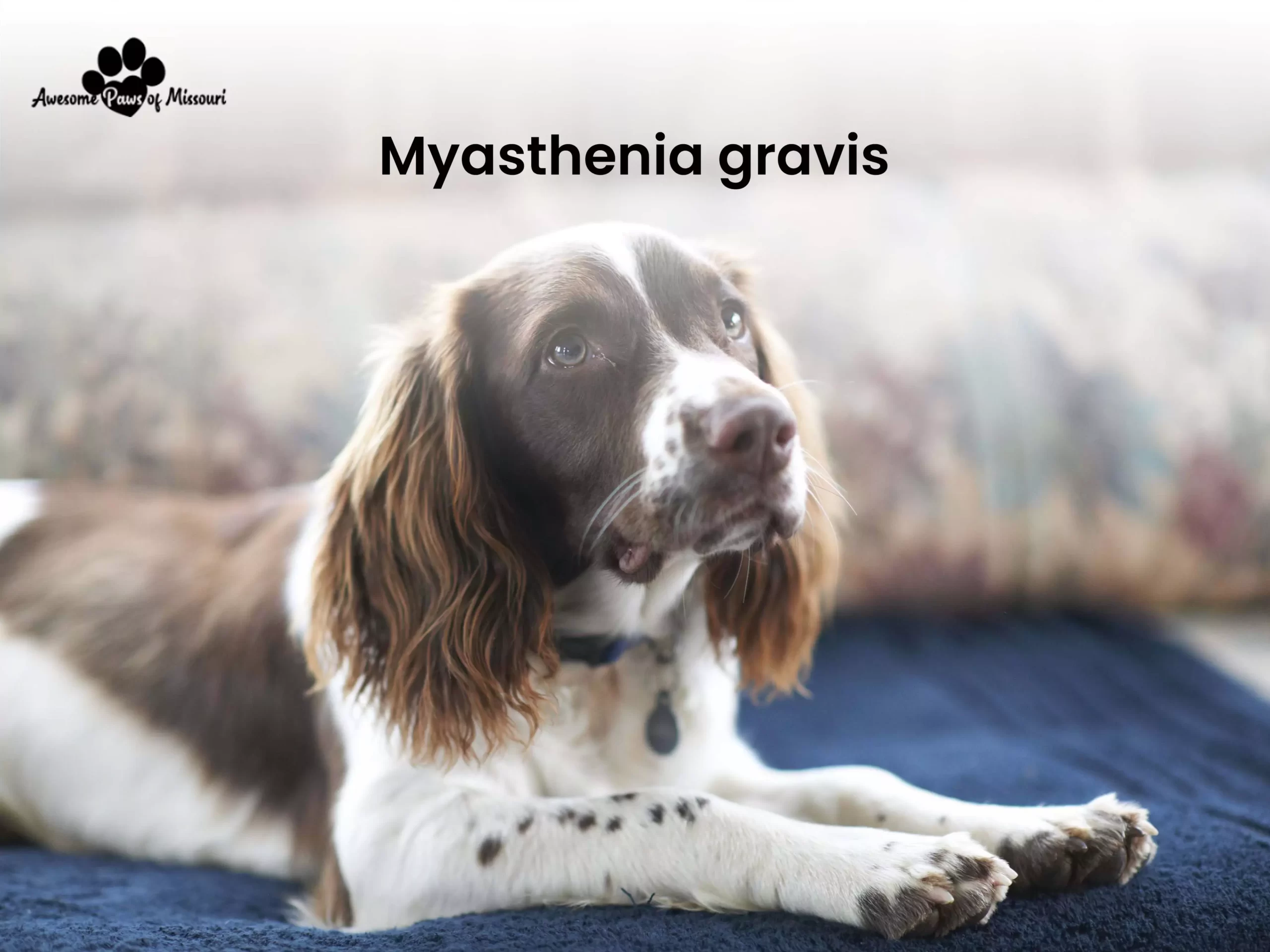 Myasthenia gravis - image