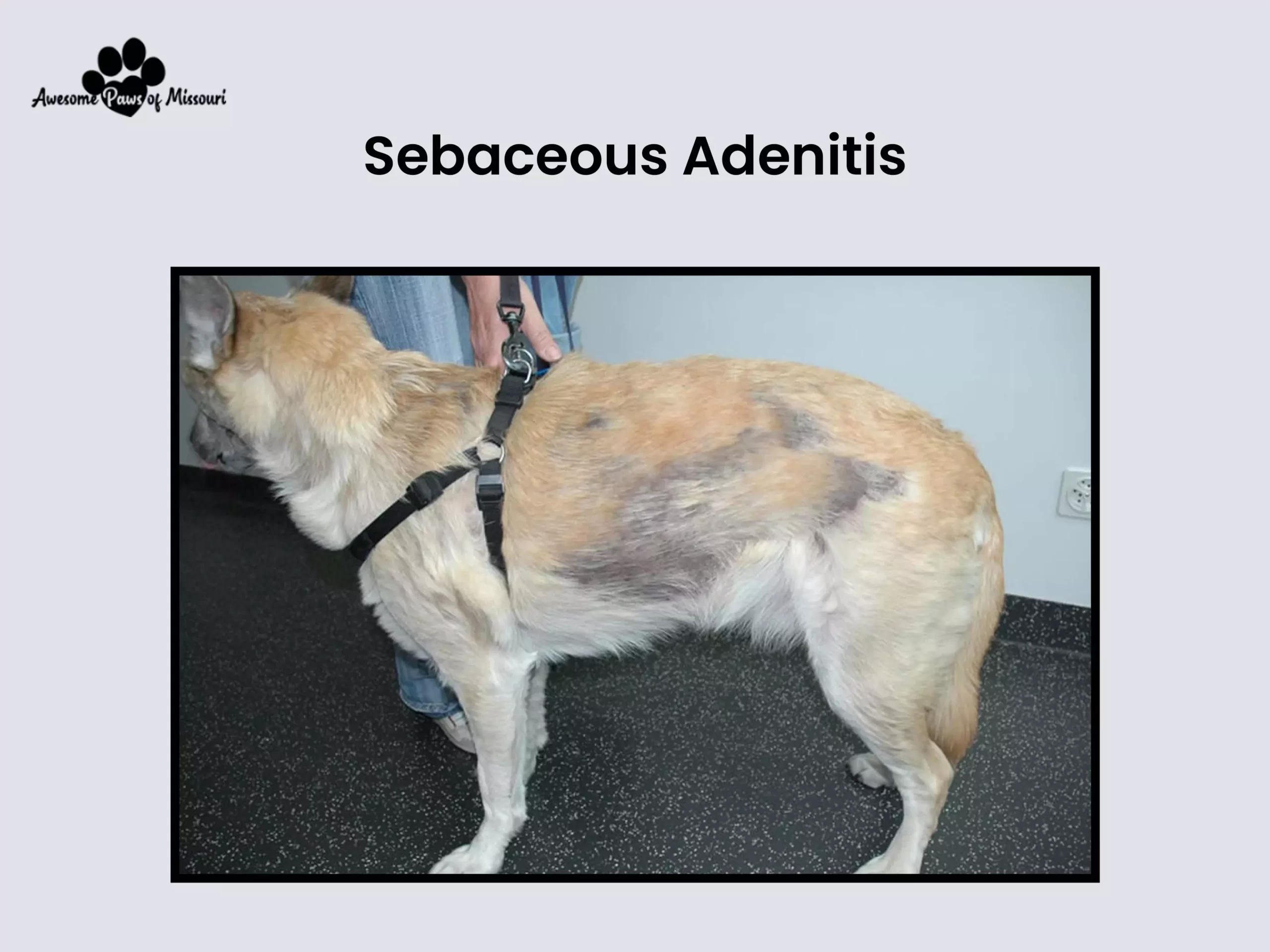 Sebaceous Adenitis - image