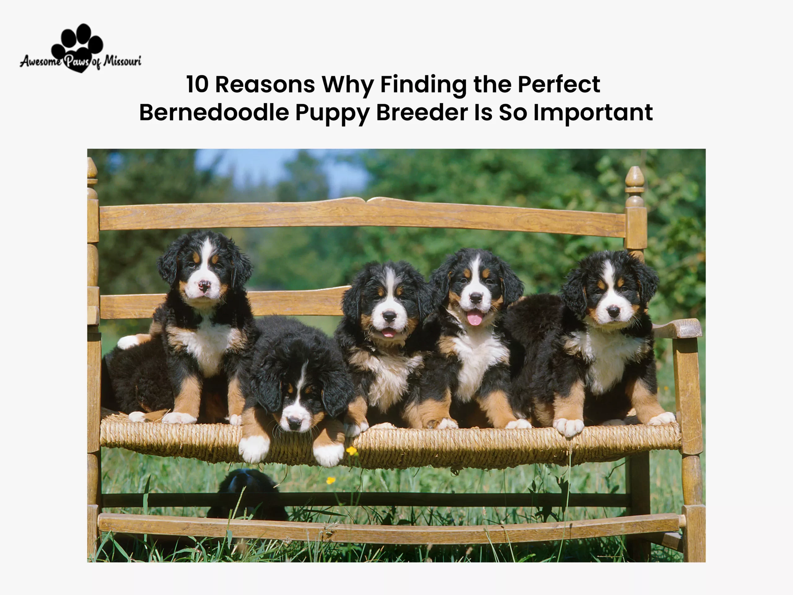 10 Reasons Why Finding the Perfect Bernedoodle Puppy Breeder Is So Important - image