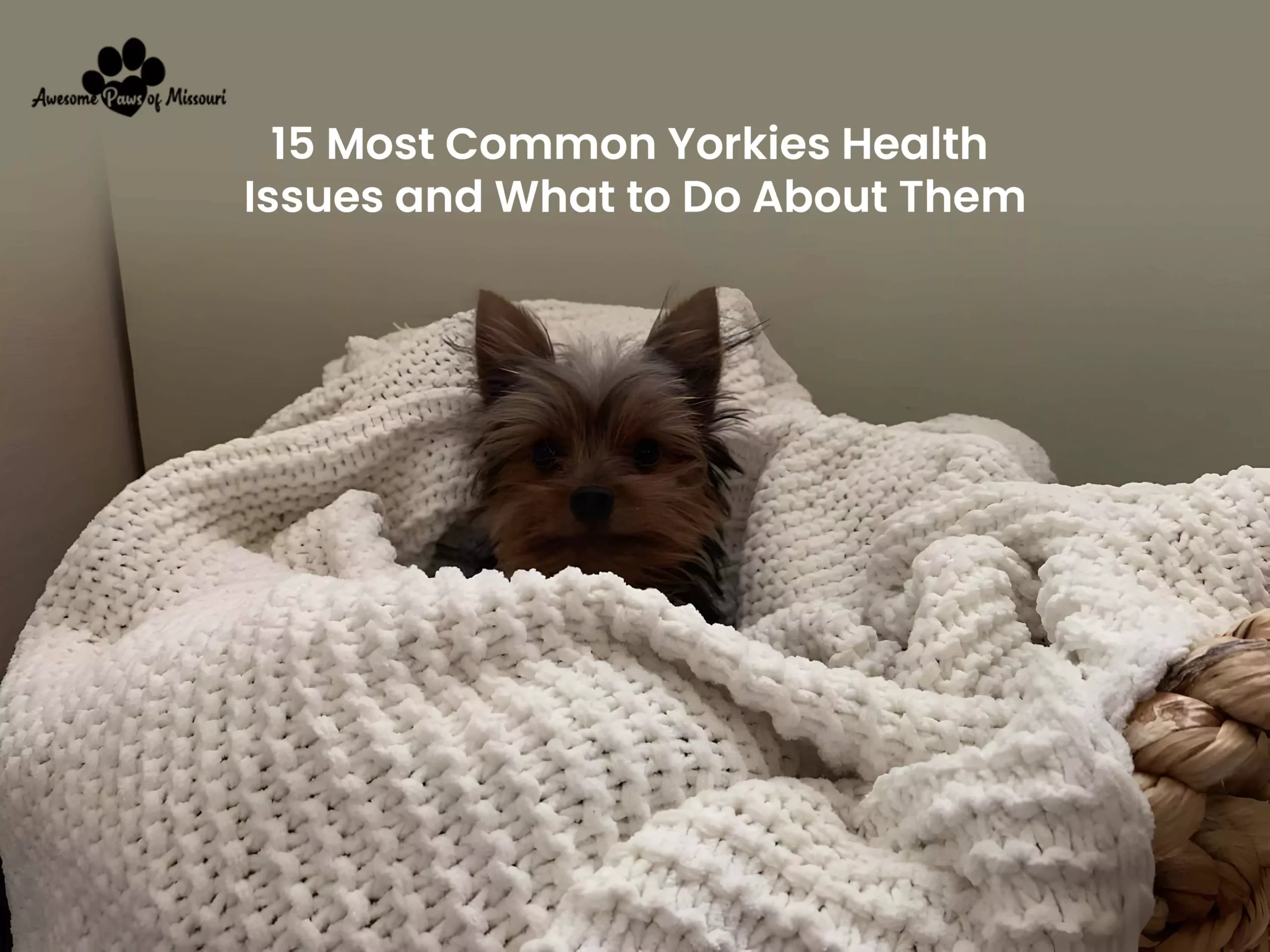 15 Most Common Yorkies Health Issues and What to Do About Them - image