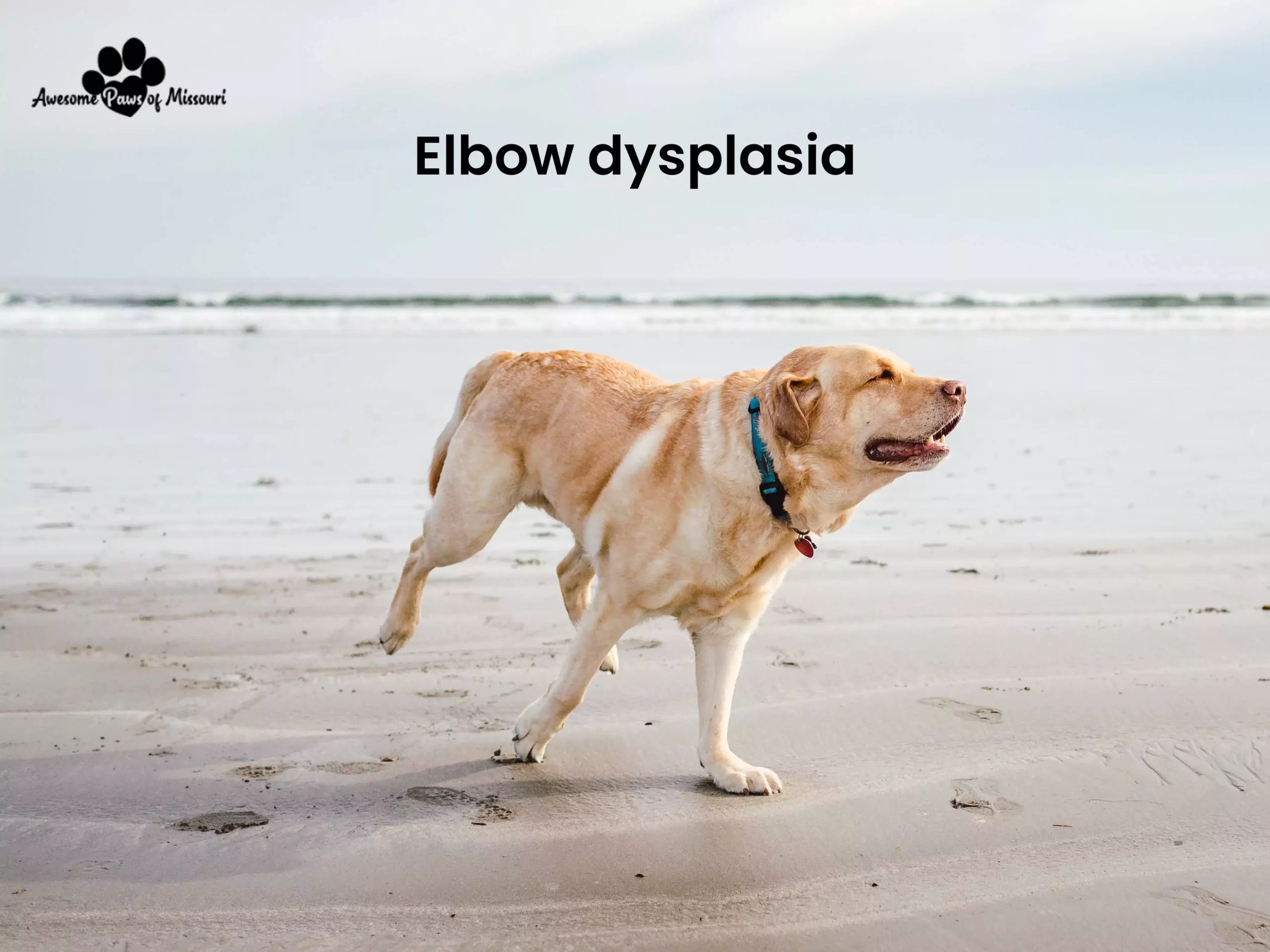 Elbow dysplasia - image
