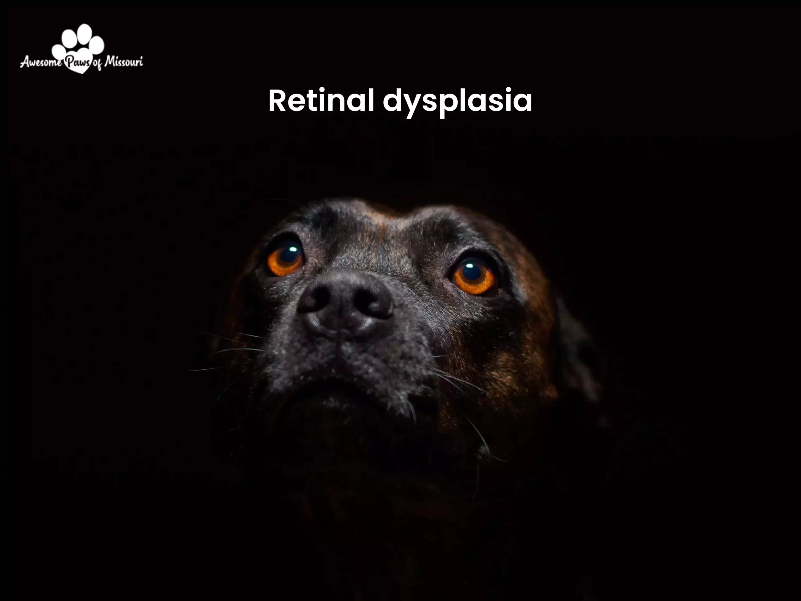 Retinal dysplasia - image