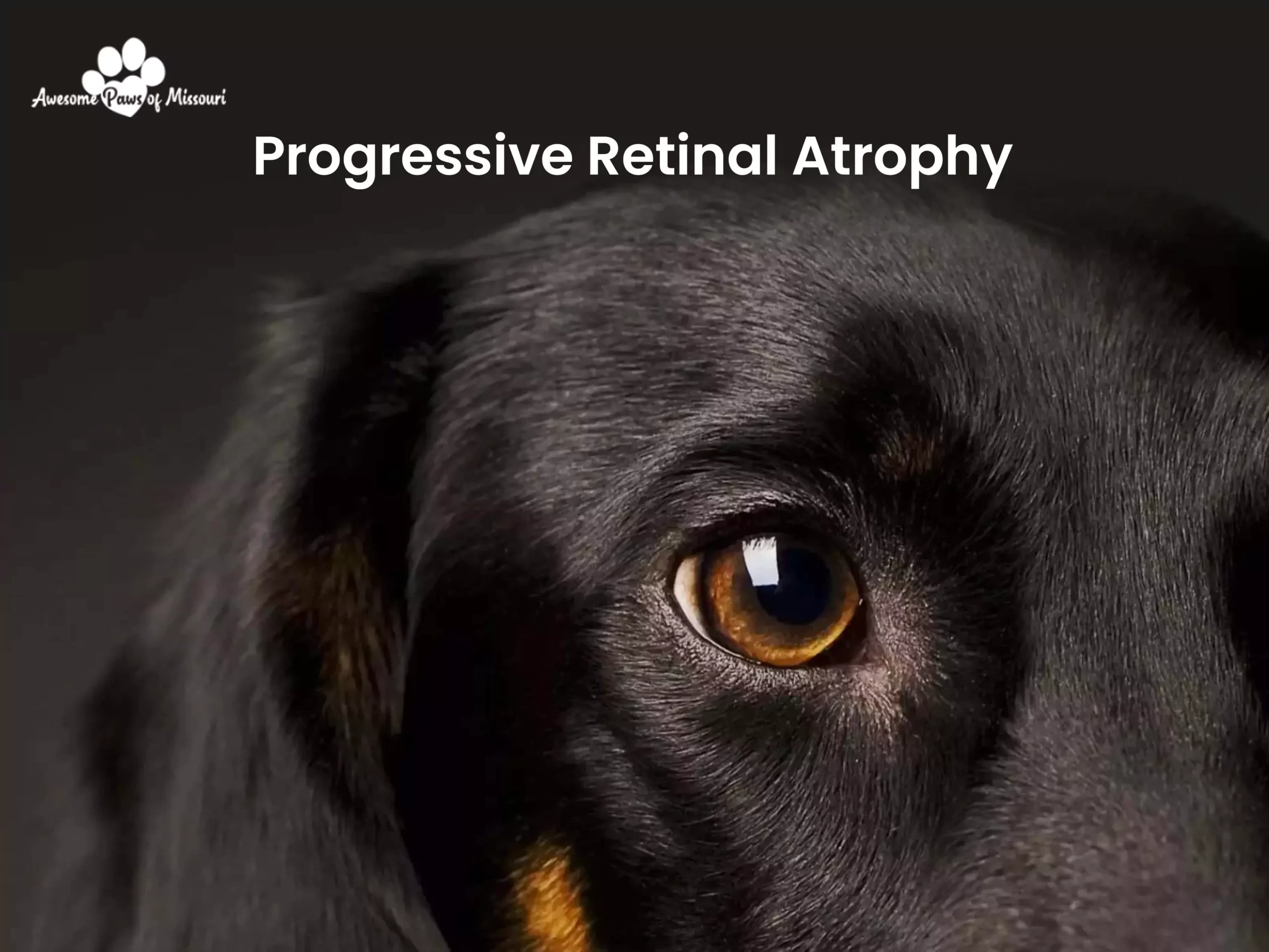 6. Progressive Retinal Atrophy - image