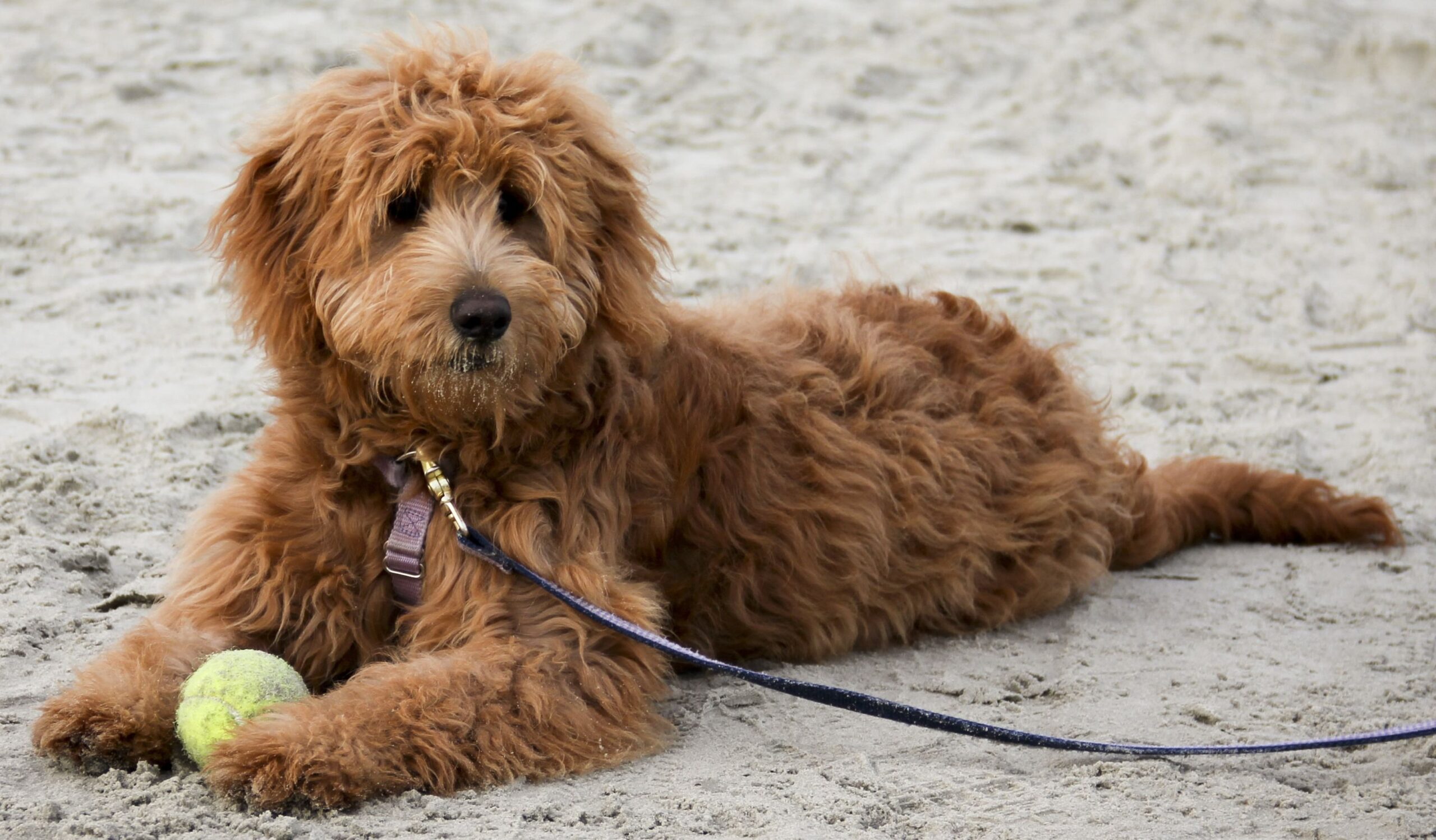 puppies for sale