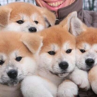 Temperament Of Akita Puppies Temperament Of Akita Puppies