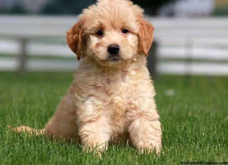 puppies for sale