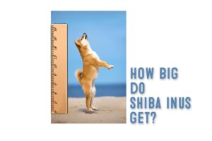 Shiba inu