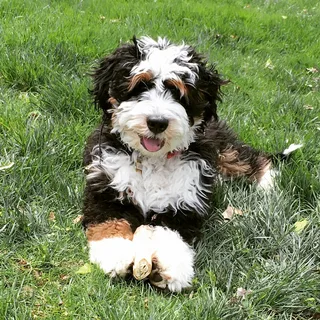 puppies for sale