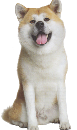 2 Types Of Akita Breeders 2 Types Of Akita Breeders