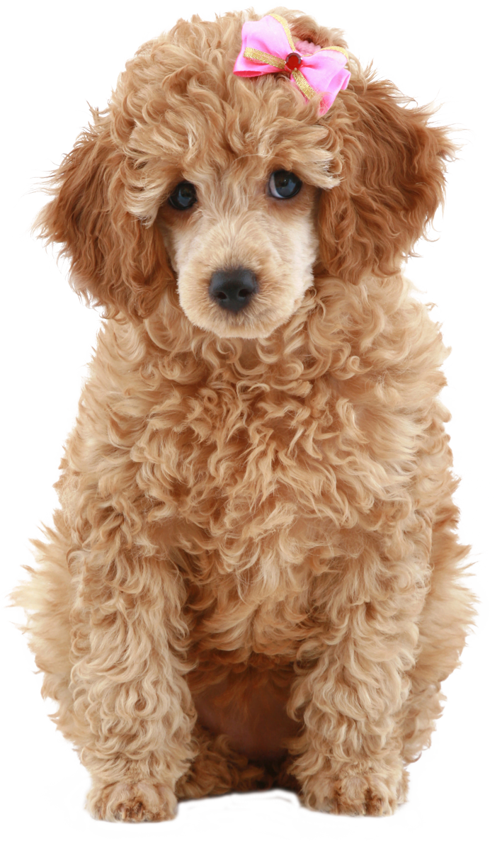 puppies for sale