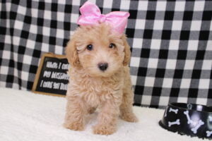 toy poodle puppies 