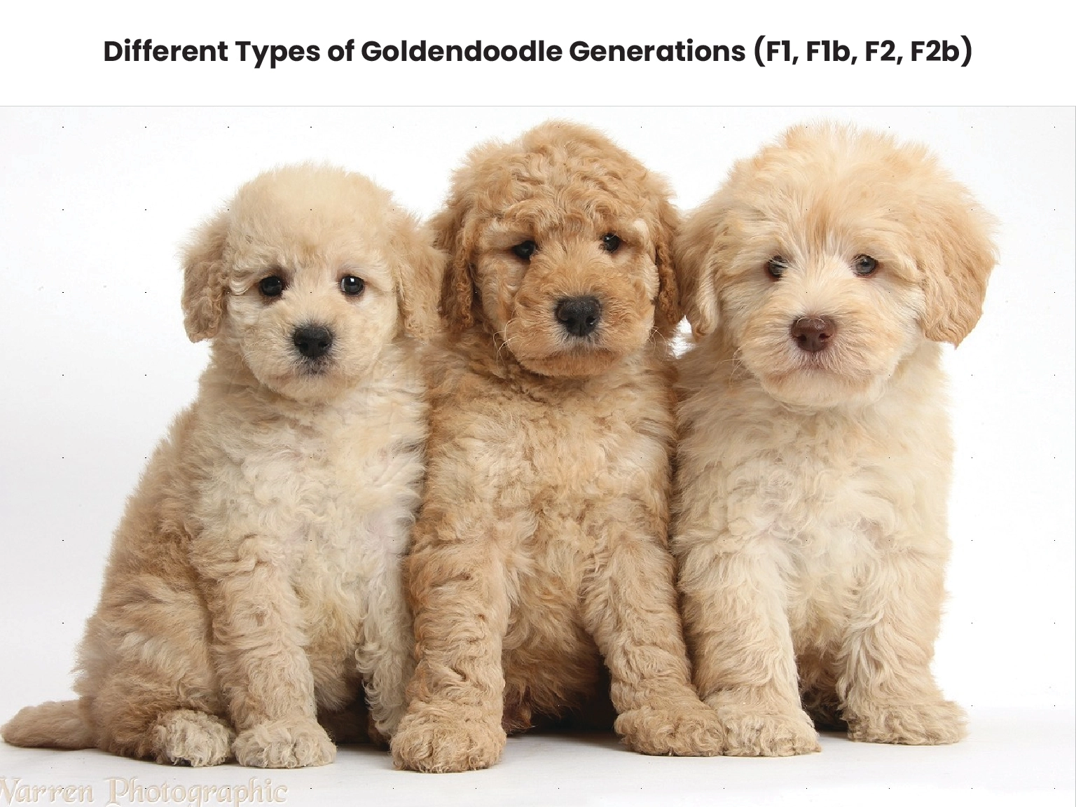 Different Types of Goldendoodle Generations (F1, F1b, F2, F2b) 