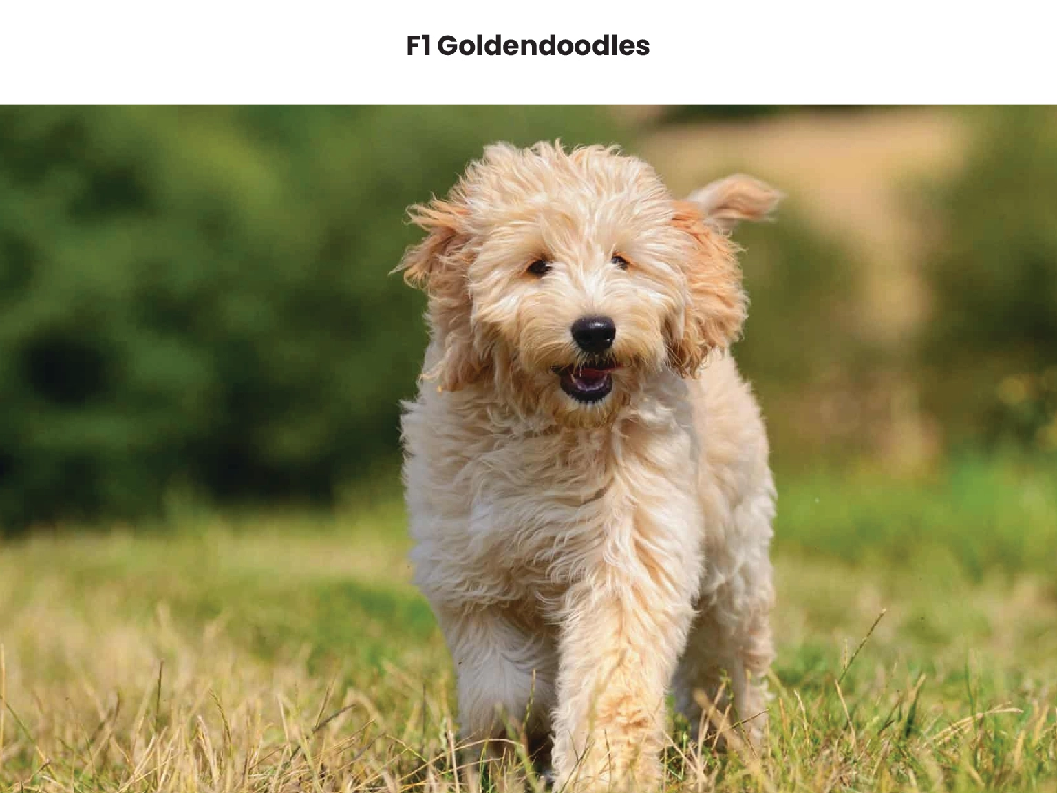 F1 Goldendoodles