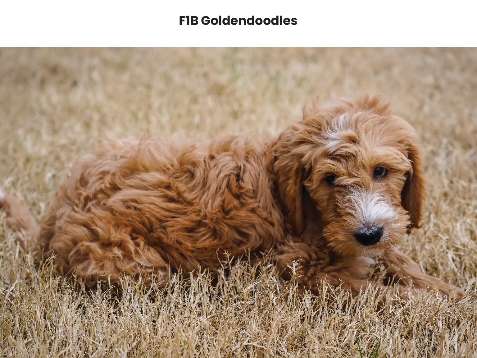 F1B Goldendoodles 