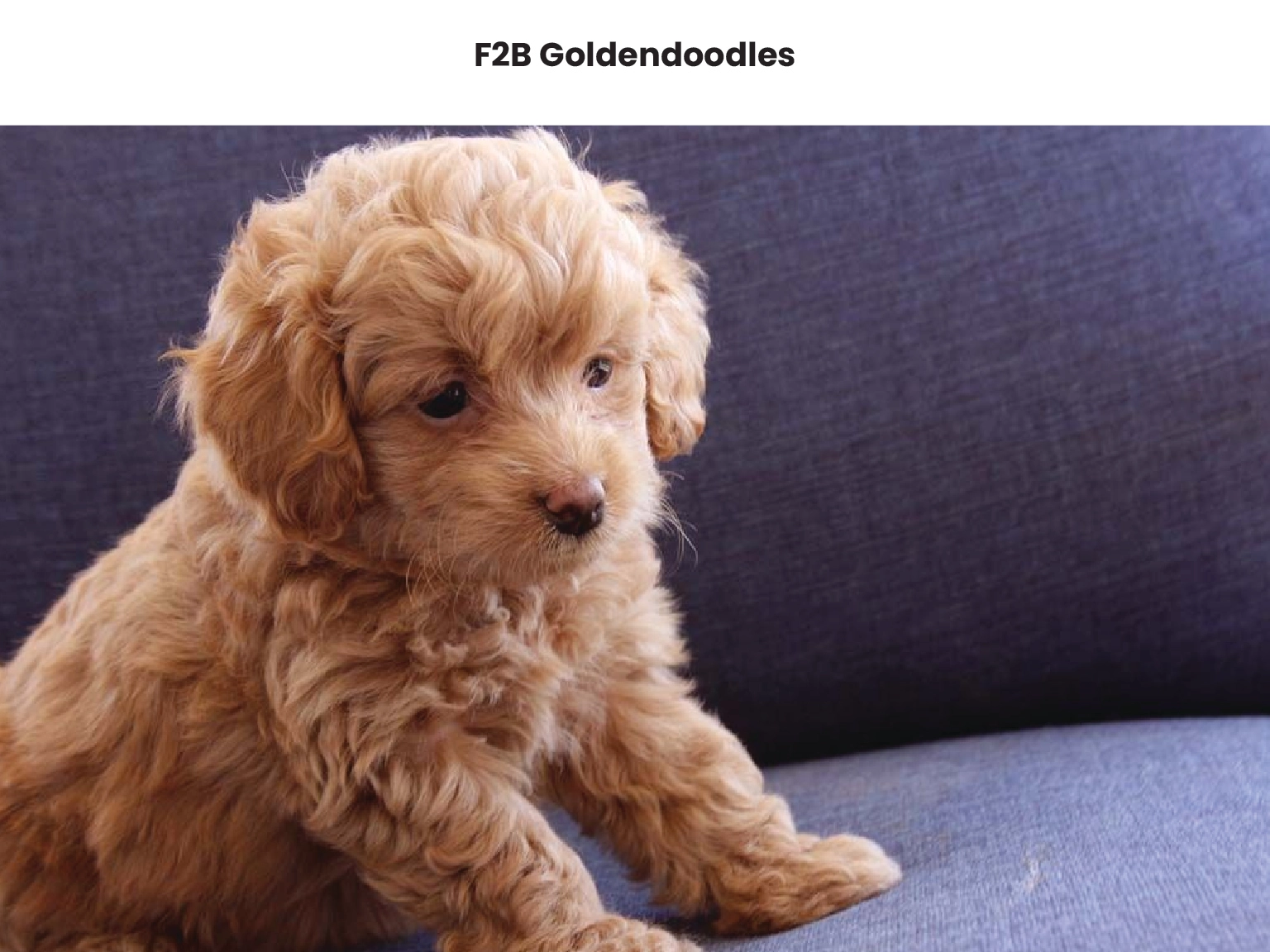 F2B Goldendoodles 