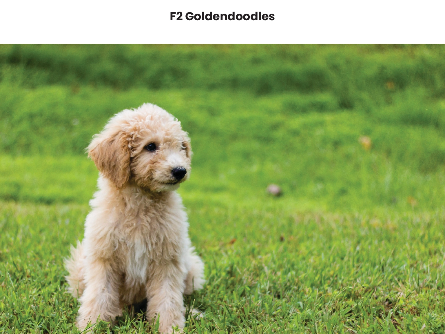F2 Goldendoodles 