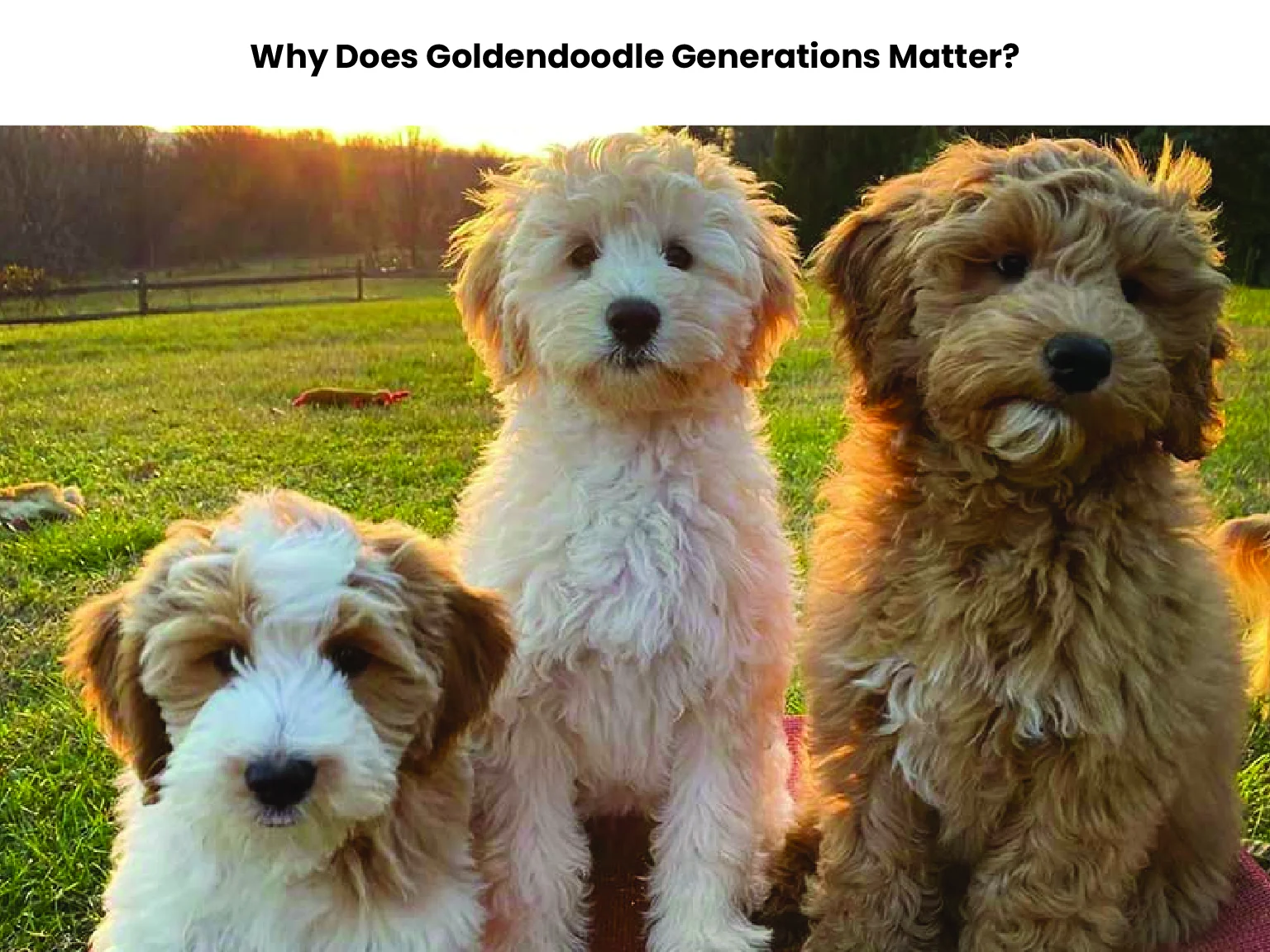 Why Does Goldendoodle Generations Matter? 