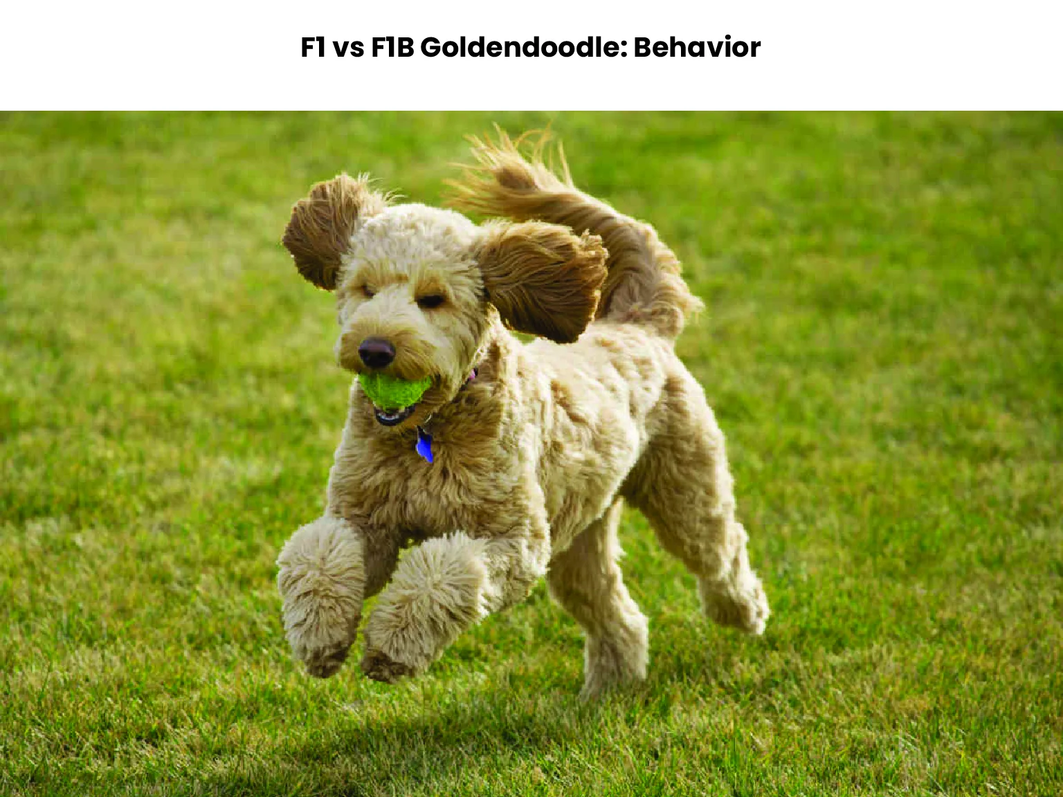 F1 vs F1B Goldendoodle: Behavior 