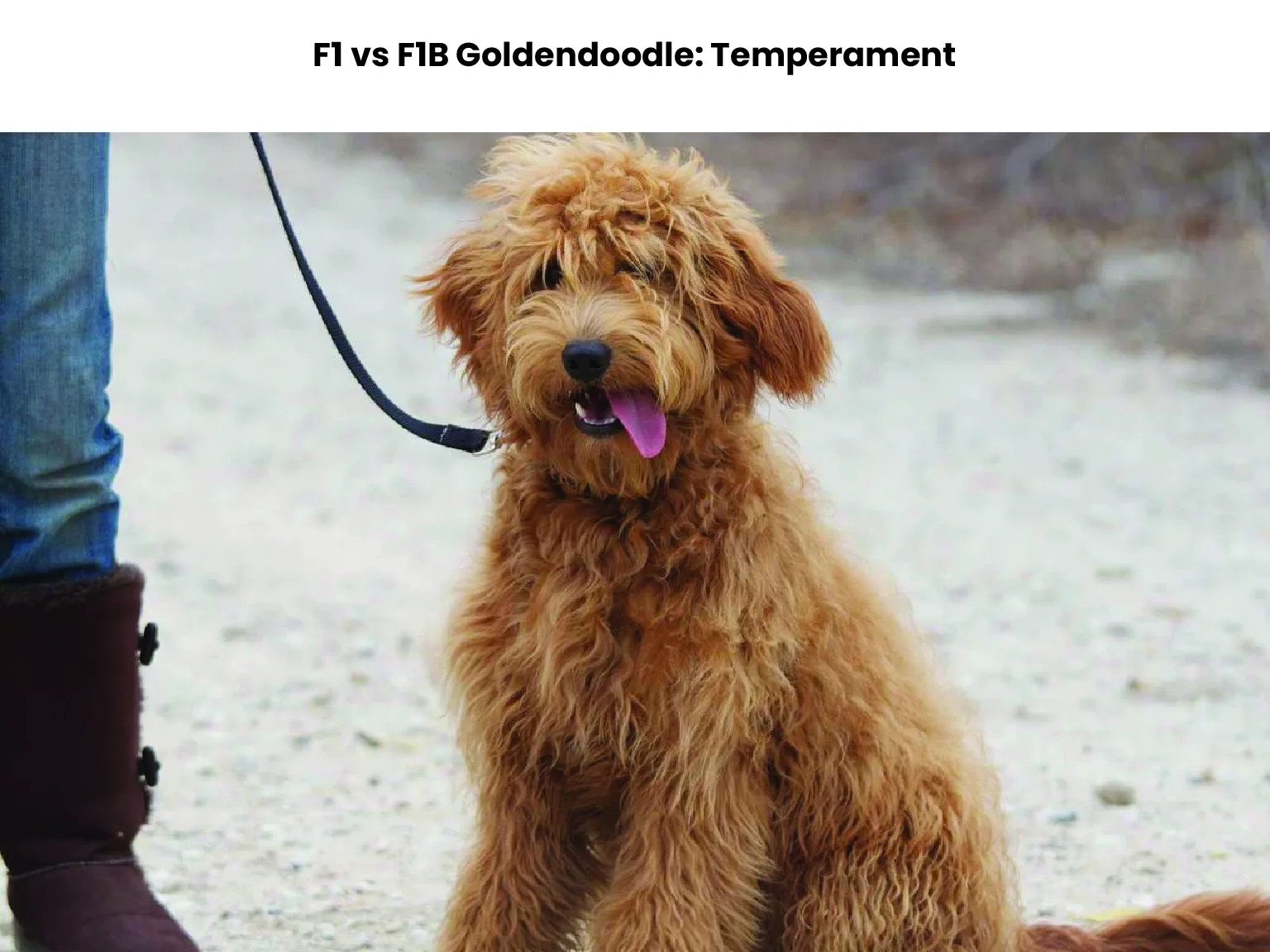 F1 vs F1B Goldendoodle: Temperament 