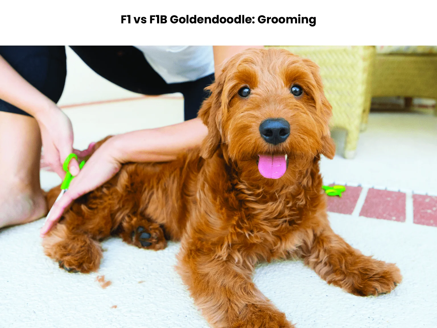 F1 vs F1B Goldendoodle: Grooming