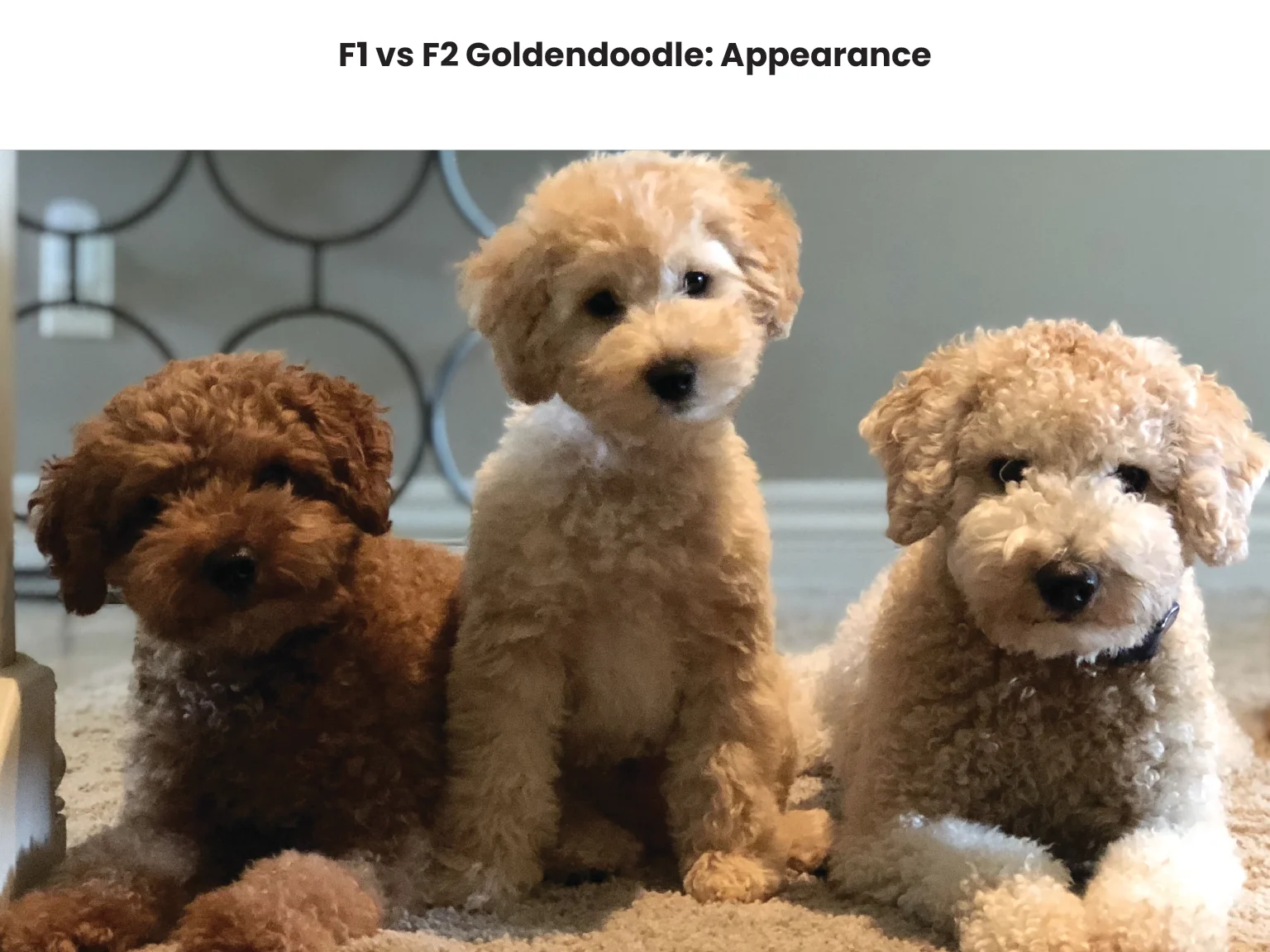 F1 vs F2 Goldendoodle Appearance