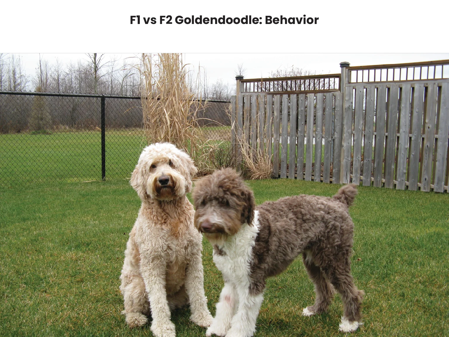 F1 vs F2 Goldendoodle Behavior 