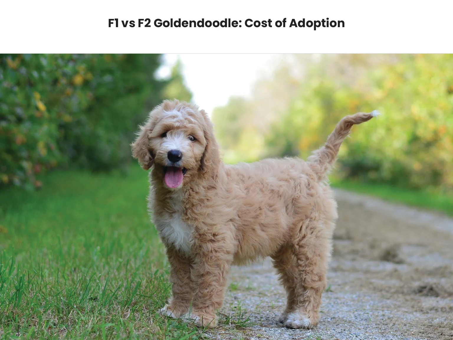 F1 vs F2 Goldendoodle Cost of Adoption 