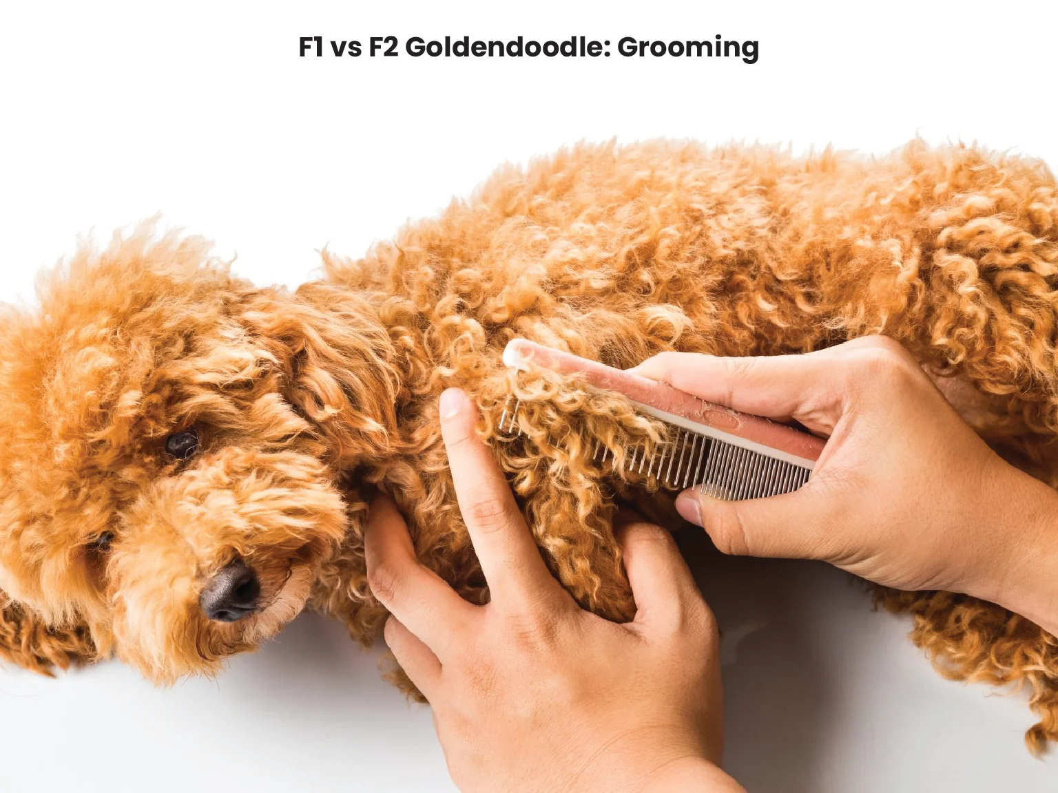 F1 vs F2 Goldendoodle Grooming
