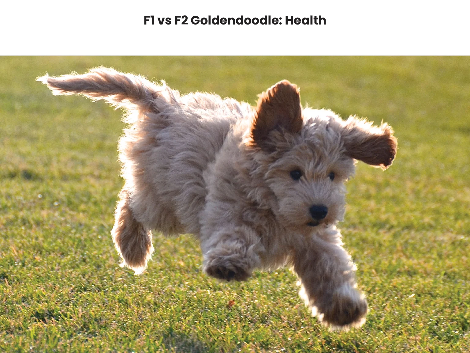 F1 vs F2 Goldendoodle Health