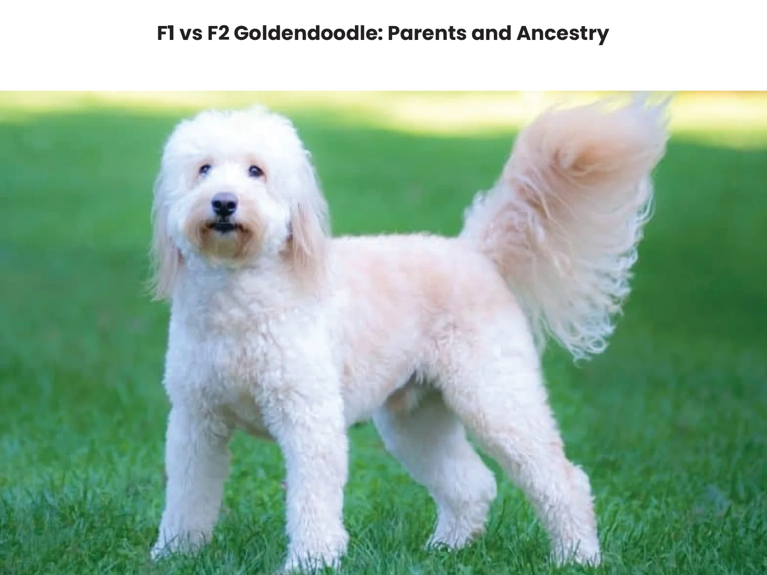 F1 vs F2 Goldendoodle Parents and Ancestry 