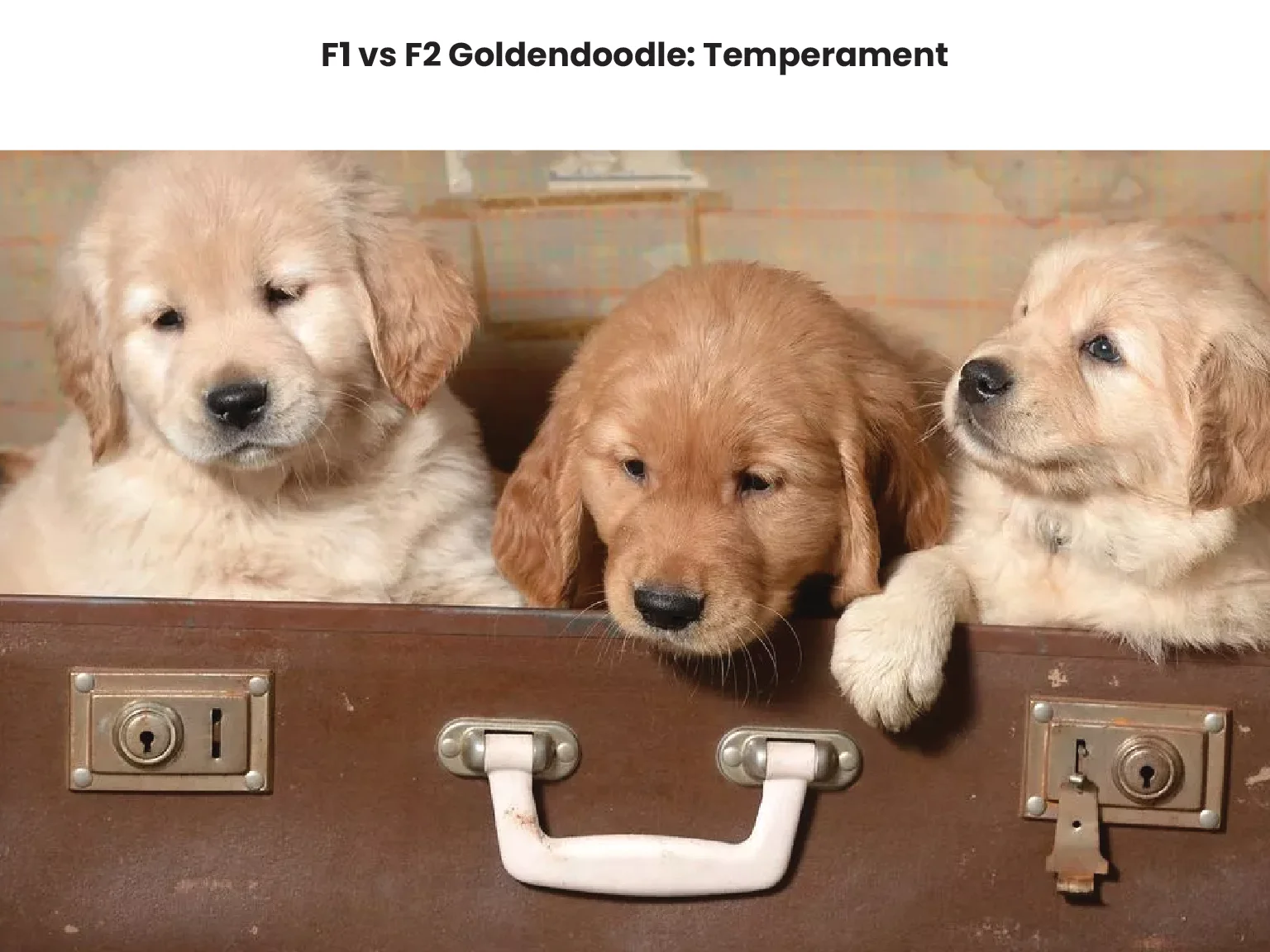 F1 vs F2 Goldendoodle Temperament 