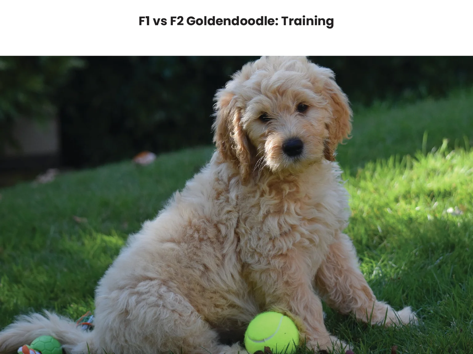 F1 vs F2 Goldendoodle Training 