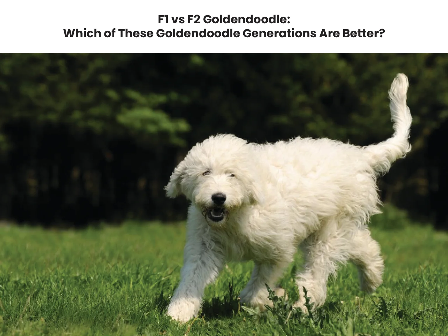 F1 vs F2 Goldendoodle Which of These Goldendoodle Generations Are Better