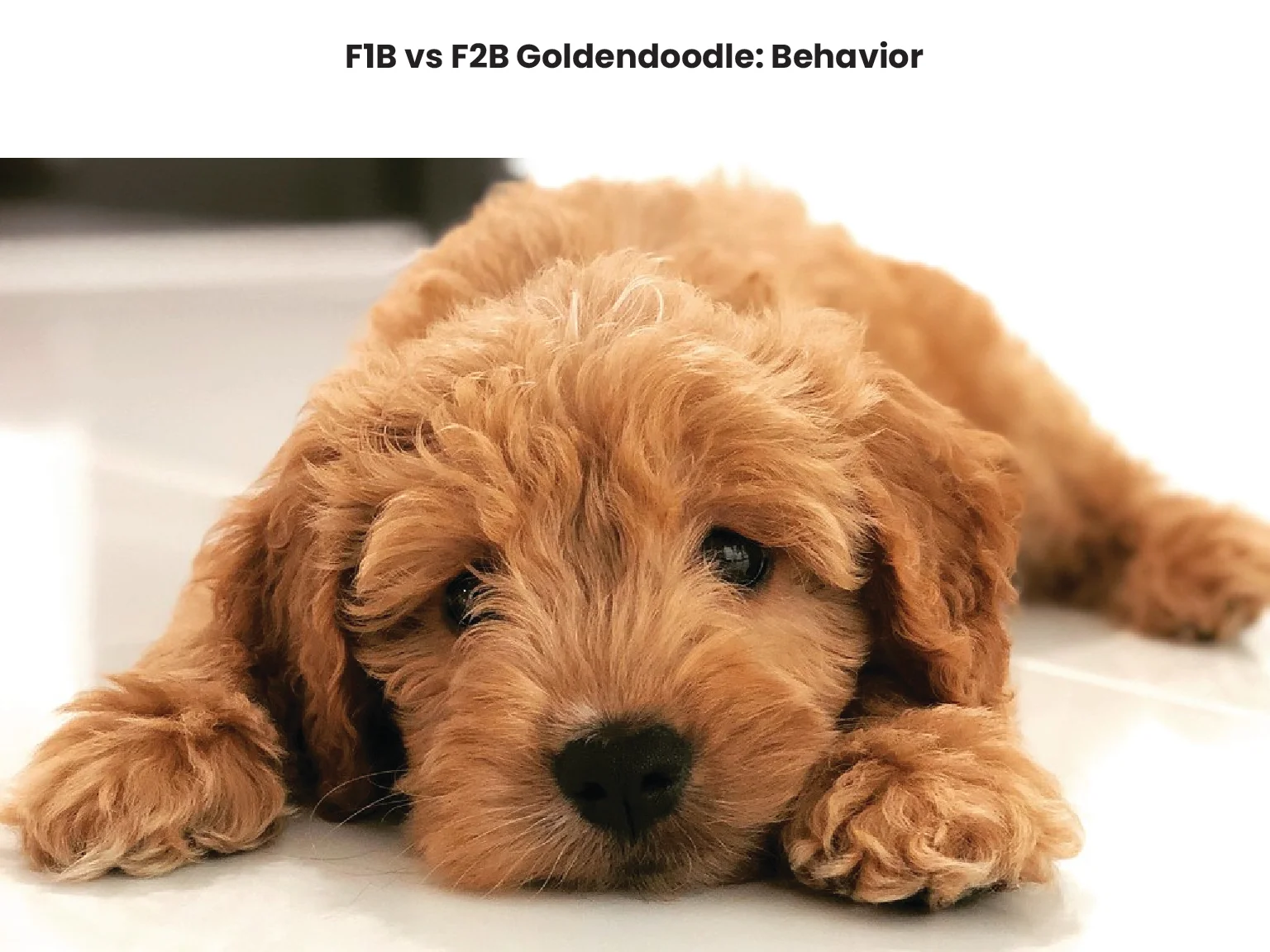 F1B vs F2B Goldendoodle Behavior