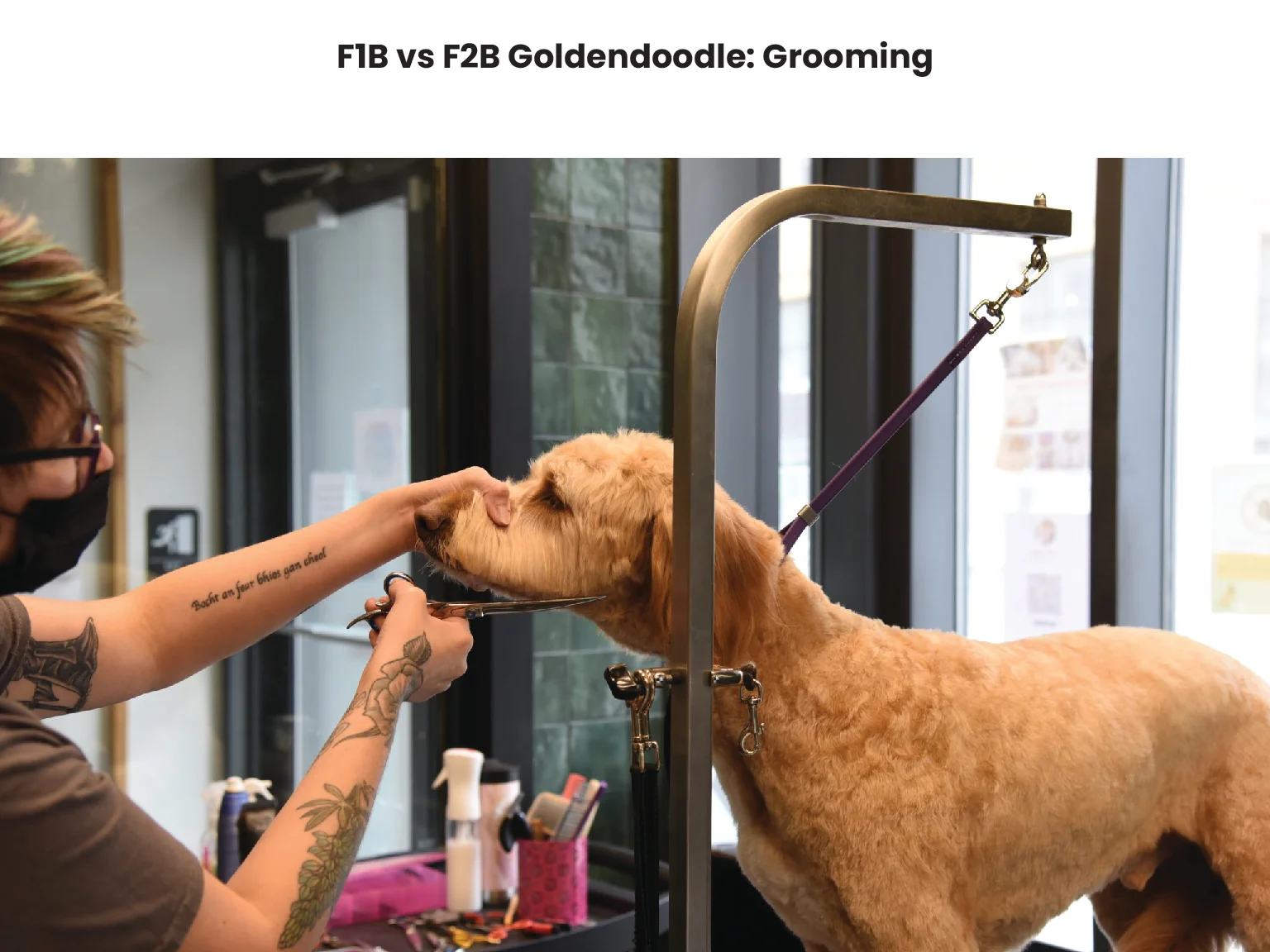 F1B vs F2B Goldendoodle Grooming