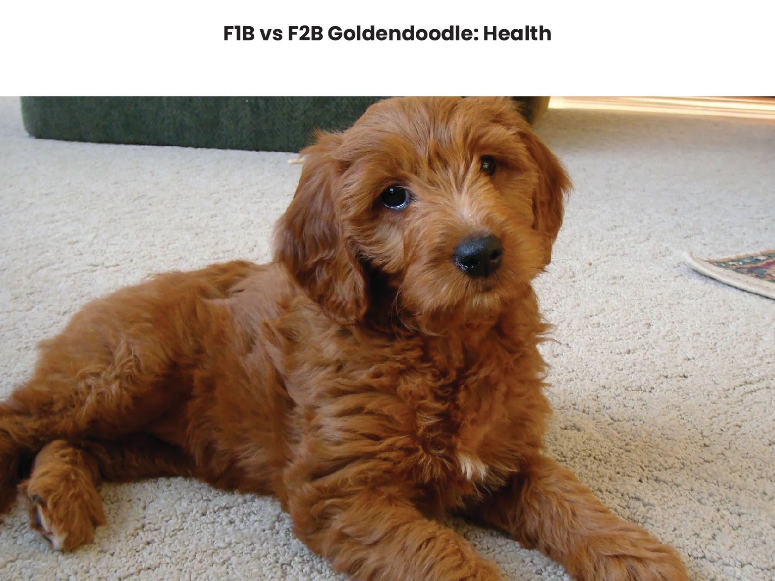 F1B vs F2B Goldendoodle Health