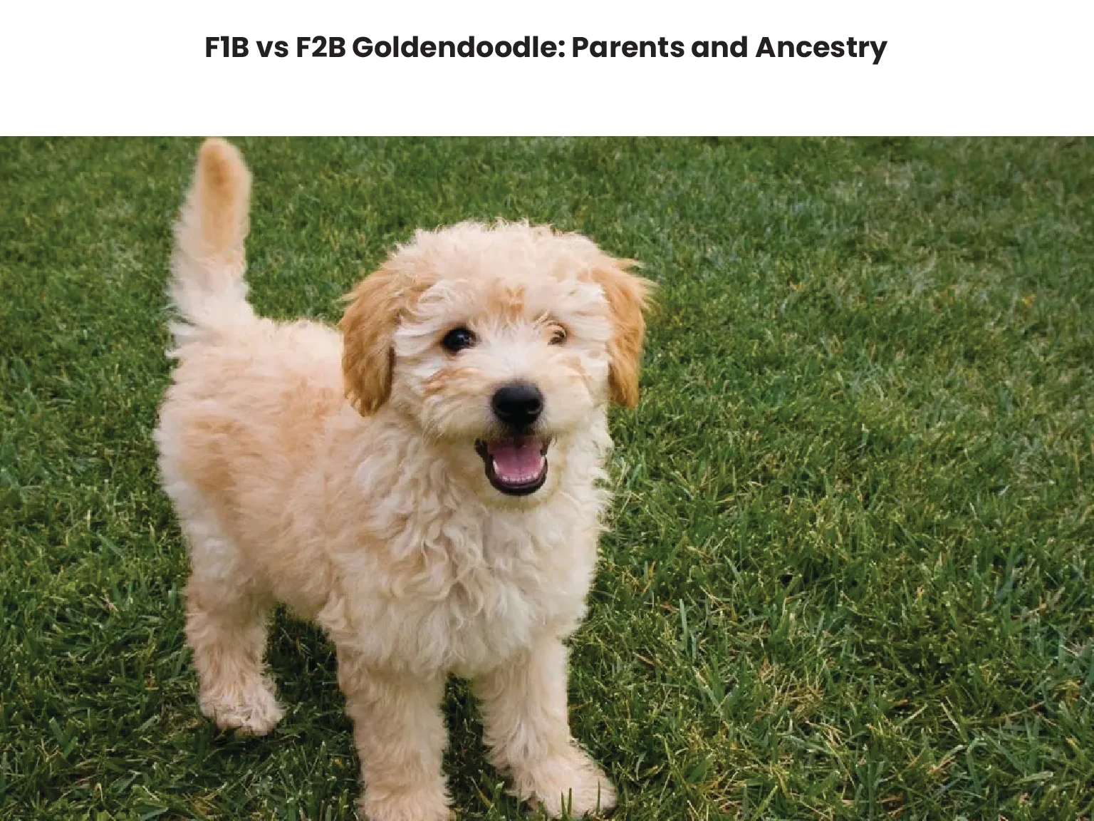 F1B vs F2B Goldendoodle Parents and Ancestry