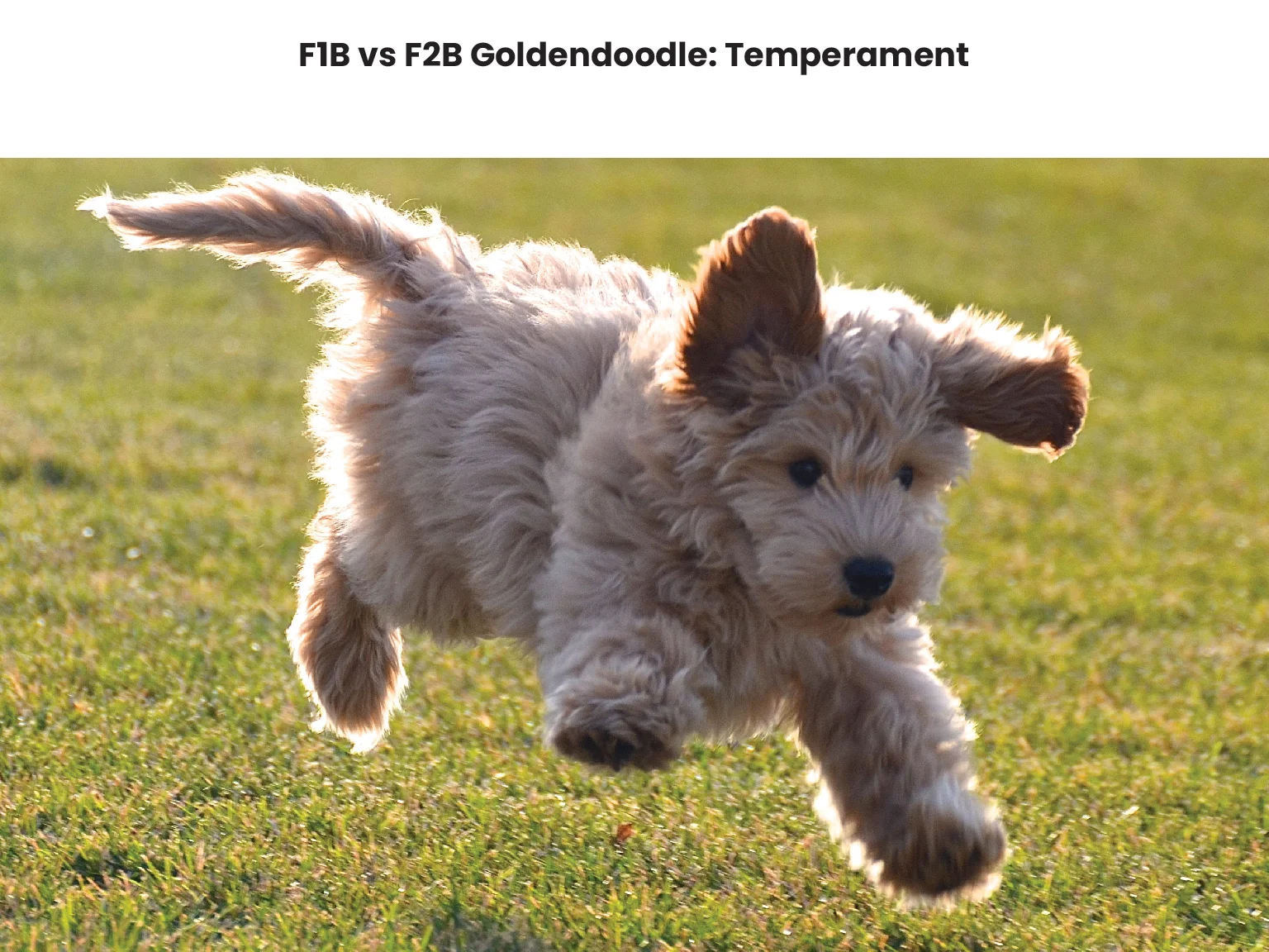 F1B vs F2B Goldendoodle Temperament