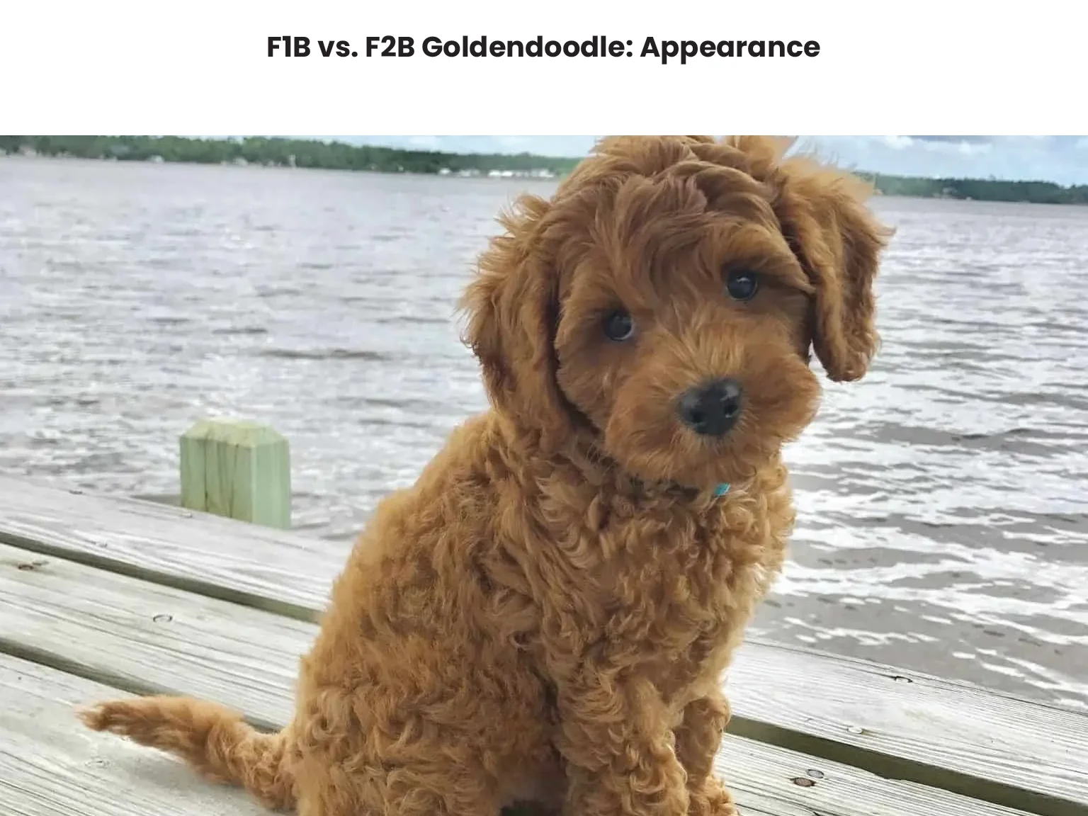 F1B vs. F2B Goldendoodle Appearance