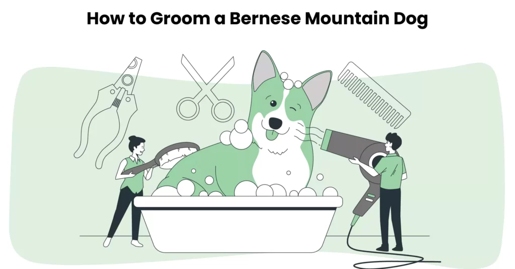 11 Tips To Groom Your Bernese Mountain Dog With Love