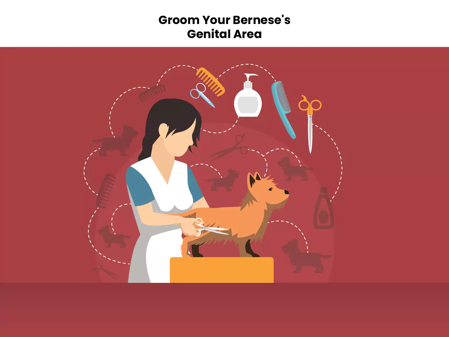 Groom Your Bernese's Genital Area