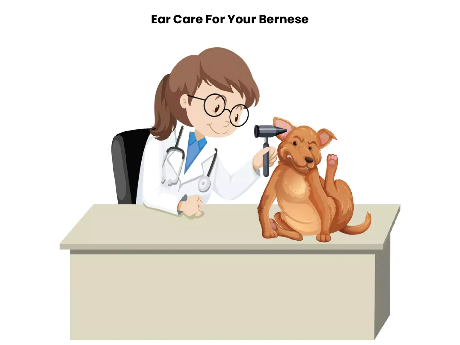 Ear Care For Your Bernese