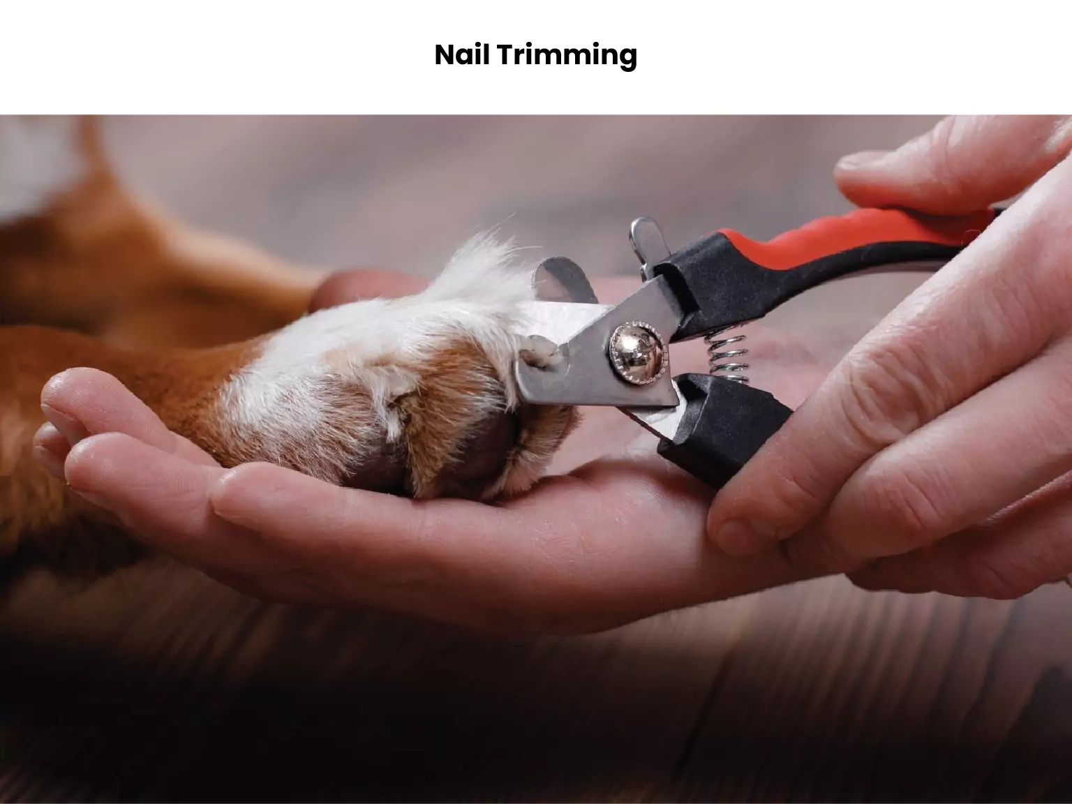 Nail Trimming