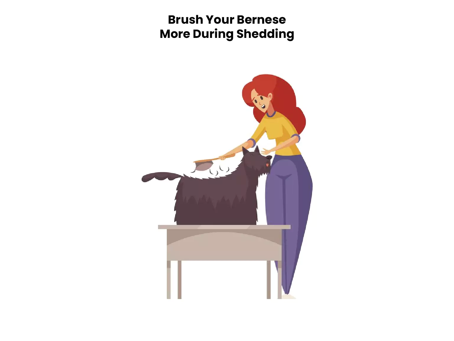 Brush Your Bernese More During Shedding