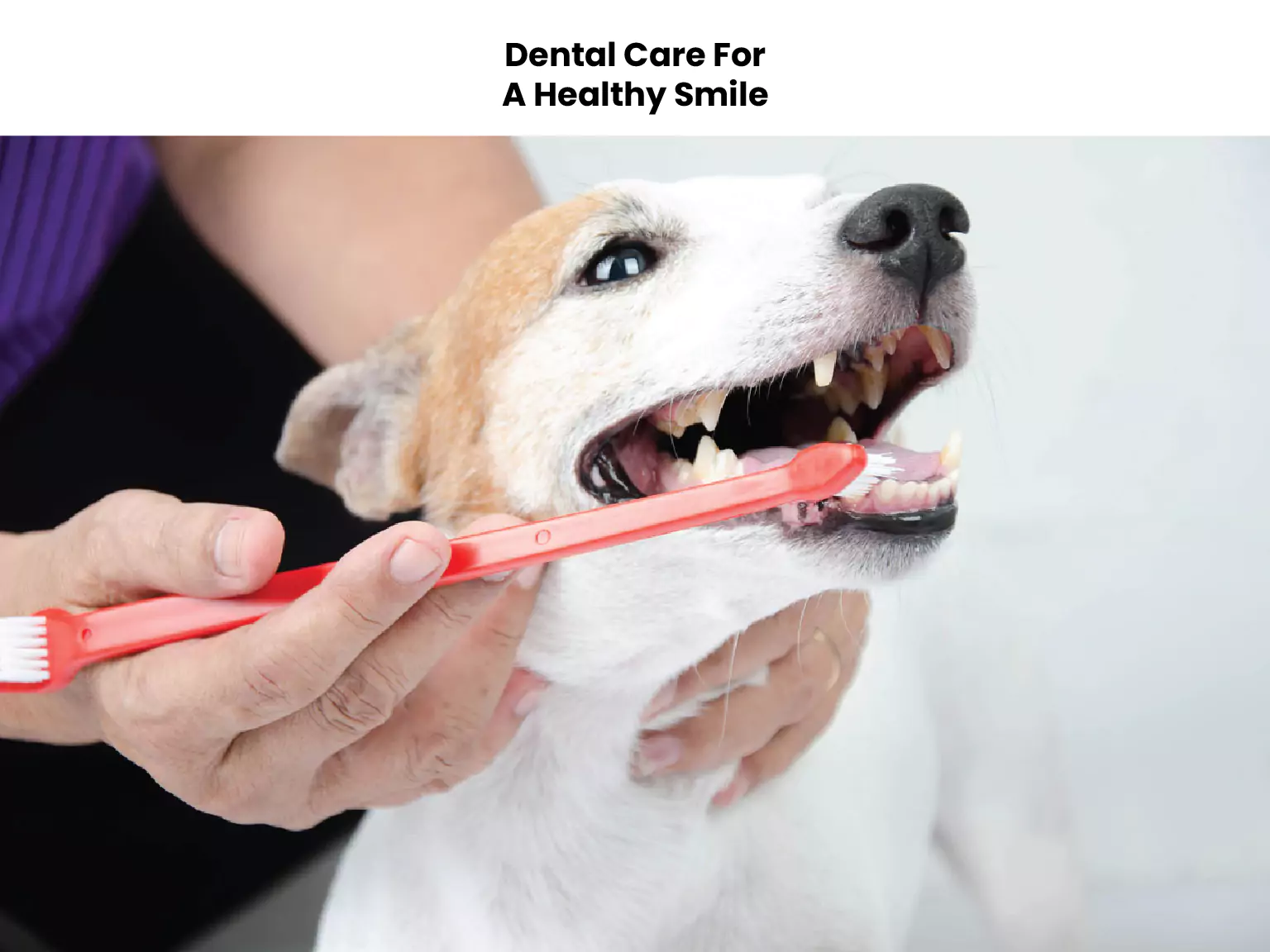 Dental Care For A Healthy Smile