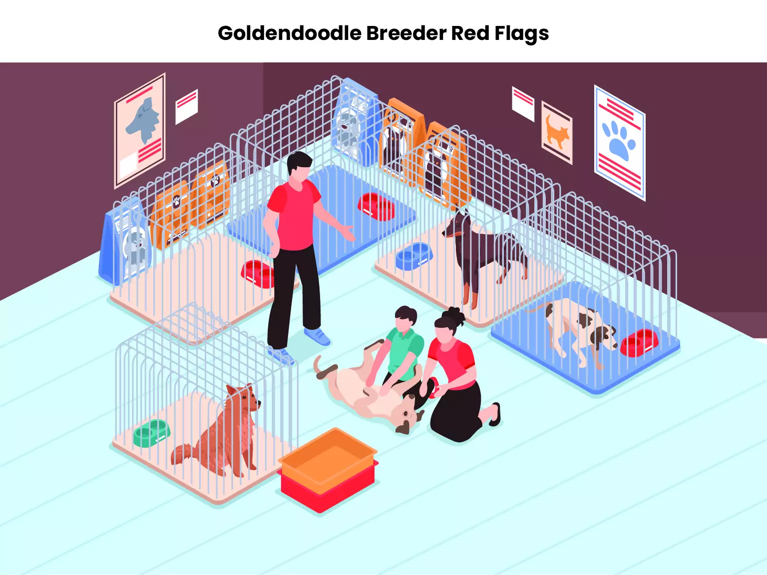 Goldendoodle Breeder Red Flags 