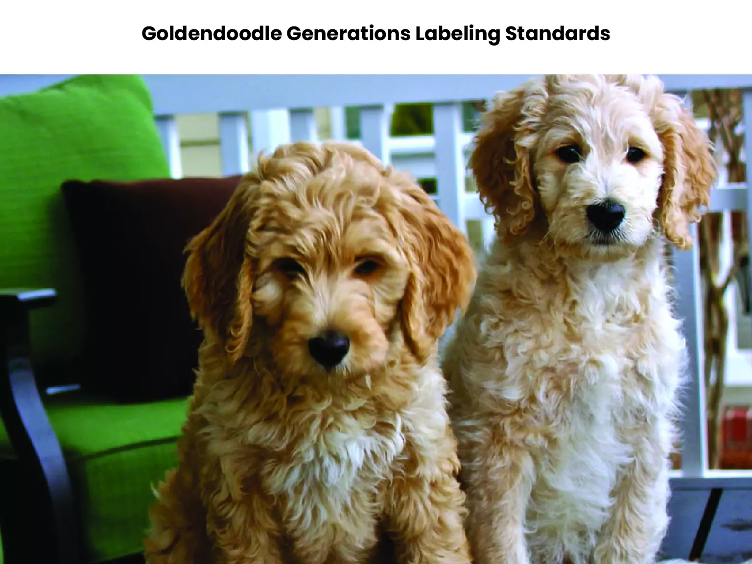Goldendoodle Generations Labeling Standards 